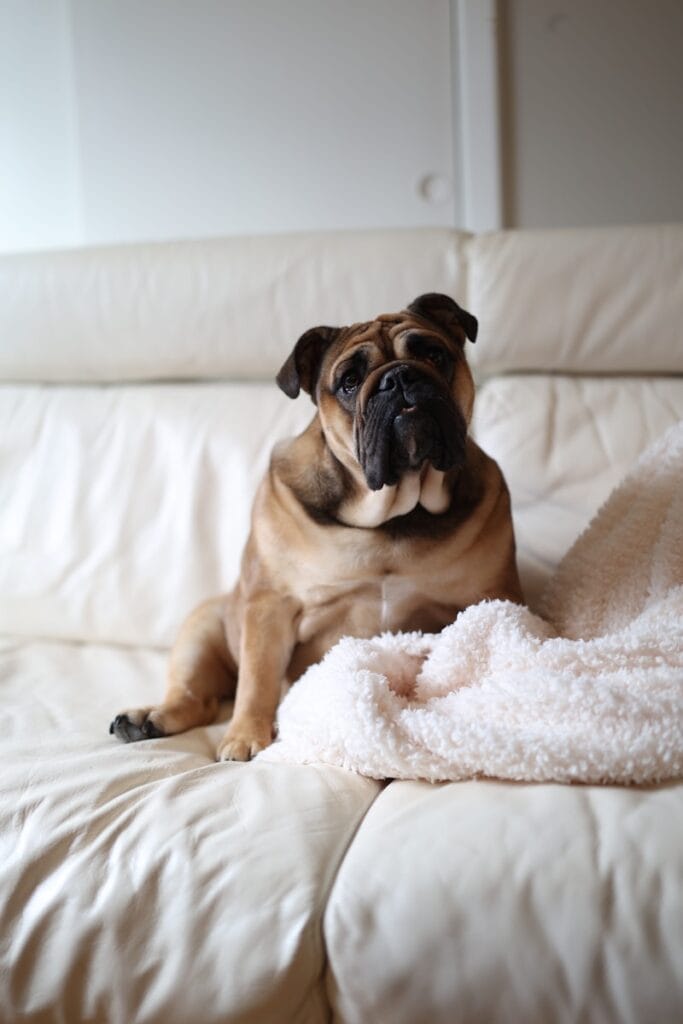 A bulldog sits comfortably on a white couch.